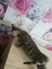 Продам котенка Россия, Московская область Бенгальская кошка