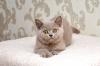 Продам котенка Украина, Львов Британская кошка