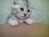 Продам котенка Россия, Кострома Британская кошка