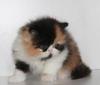 Продам котенка Украина, Херсон Персидская кошка, єкстремальная