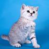 Продам котенка Россия, Москва Британская кошка, Британские и шотландские котята различных окрасов!