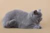 Продам котенка Россия, Смоленск Британская кошка