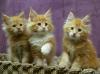 Продам котенка Russia, St. Petersburg Maine Coon