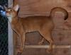 Ищу кошку для вязки Украина, Днепропетровск Абиссинская кошка