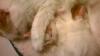 Kittens for sale USA, Alabama Turkish Van