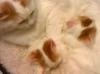 Kittens for sale USA, Alabama Turkish Van