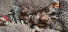 Kittens for sale USA, Alaska Bengal cat