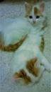 Kittens for sale USA, Alabama Turkish Van