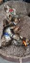 Kittens for sale USA, Alaska Bengal cat