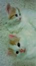Kittens for sale USA, Alabama Turkish Van