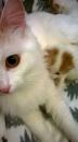 Kittens for sale USA, Alabama Turkish Van