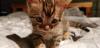 Kittens for sale USA, Alabama Bengal cat