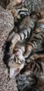 Kittens for sale USA, Alaska Bengal cat