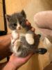 Продам котенка Россия, Севастополь Британская кошка