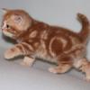 Куплю котенка Казахстан, Петропавловск Британская кошка, короткошерстная