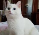Отдам котят в добрые руки Россия, Москва Беспородная, Белый ангел в поисках дома