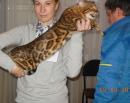 Ищу кошку для вязки Беларусь, Минск Бенгальская кошка