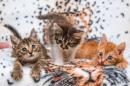 Отдам котят в добрые руки Россия, Москва Беспородная