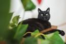 Отдам котят в добрые руки Россия, Москва Беспородная, Чёрная кошка в добрые руки.