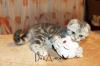 Kittens for sale Russia, Beirut Scottish Fold