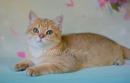 Продам котенка Украина, Покровск Британская кошка