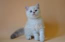 Продам котенка Украина, Покровск Британская кошка