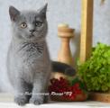 Продам котенка Беларусь, Гомель Британская кошка