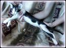 Продам котенка Украина, Киев Ориентальная кошка