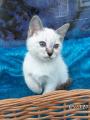 Продам котенка Россия, Ижевск Тайская кошка