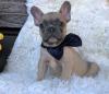 Puppies for sale Kyrgyzstan, Bishkek French Bulldog