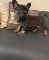 Puppies for sale Belarus, Grodno French Bulldog