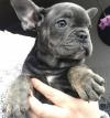 Puppies for sale Ukraine, Dnipropetrovsk French Bulldog