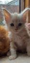 Kittens for sale Kazakhstan, Kokshetau Maine Coon