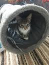 Kittens for sale Ukraine, Chernivtsi Maine Coon