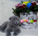 Продам котенка Украина, Днепропетровск Скотиш фолд
