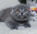 Продам котенка Украина, Одесса Скотиш фолд