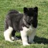 Puppies for sale USA, California Akita