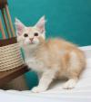 Kittens for sale Latvia, Ventspils Maine Coon