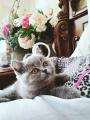 Продам котенка Польша, Гданьск Британская кошка, British kittens