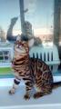 Продам котенка Россия, Тула, новомосковск Бенгальская кошка
