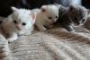 Kittens for sale Cyprus, Larnaca Munchkin