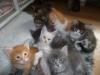 Kittens for sale Cyprus, Larnaca Maine Coon