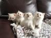 Kittens for sale Cyprus, Larnaca Birman