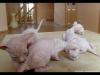 Kittens for sale Cyprus, Larnaca Don Sphynx