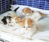Kittens for sale Cyprus, Larnaca Persian