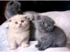Kittens for sale Cyprus, Larnaca Scottish Fold