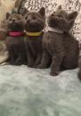 Kittens for sale Cyprus, Larnaca Russian Blue