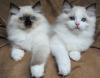Kittens for sale Cyprus, Larnaca Ragdoll