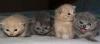 Kittens for sale Cyprus, Larnaca British Shorthair