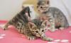 Kittens for sale Cyprus, Larnaca Bengal cat